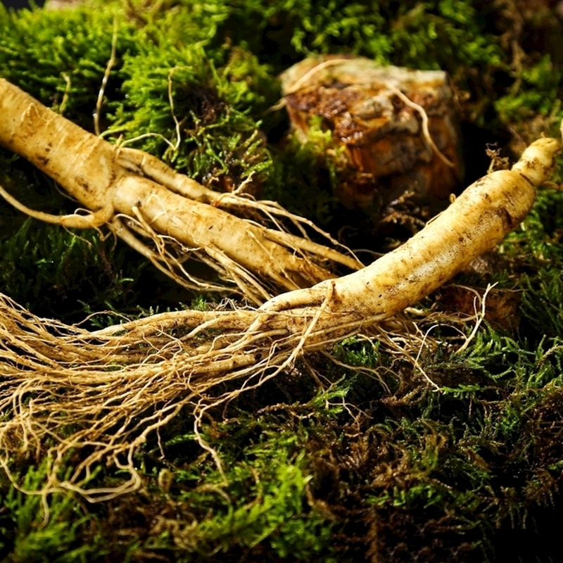 百草人参种子东北长白山花旗参白参种阳台花卉植物盆栽药材籽