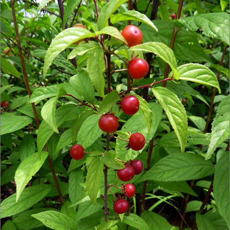 种球钙果种子 新采欧李种子山梅子小李仁绿化行道林木苗木