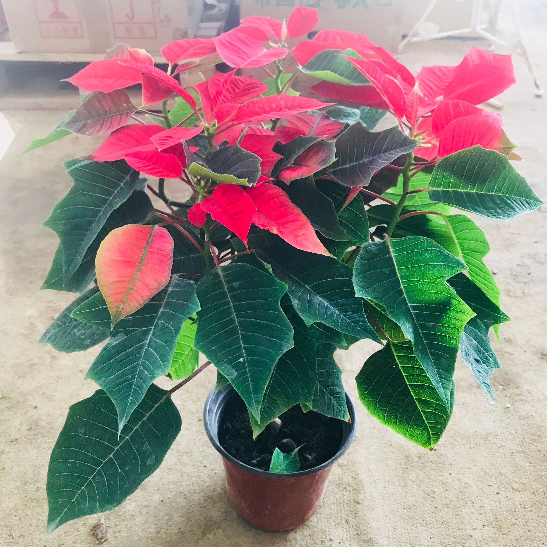 一品红绿植小盆栽 室内客厅庭院花盆盆栽 四季常红观叶花卉一品红