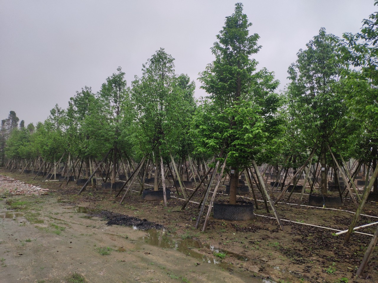 203基地 供应 全冠乐昌含笑 15-17cm 假植苗 精品行道树