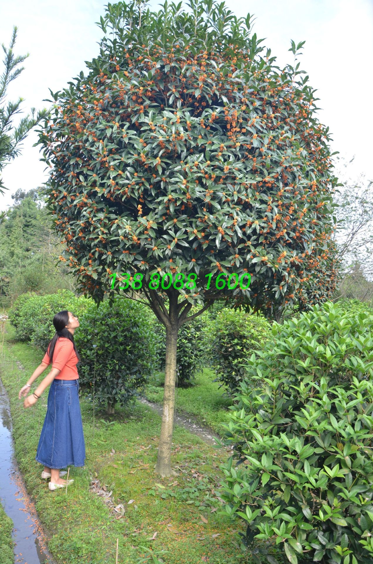 高杆长柄金桂,精品造型早红丹桂,丛生直杆状元红朱砂桂花树