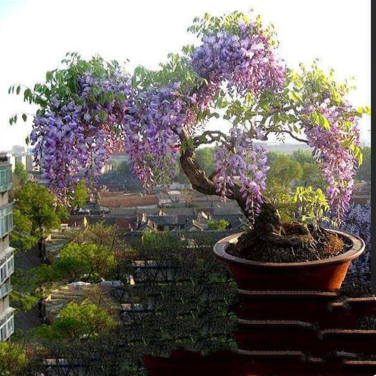 批发紫藤种子 紫藤 垂吊爬藤观花树 大藤本植物