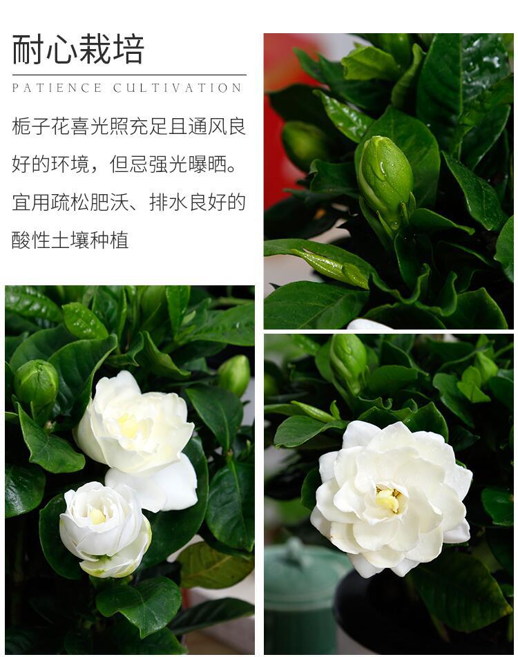 一盆植物品种栀子花干湿习性中性光照习性中性货号259生长适温中性
