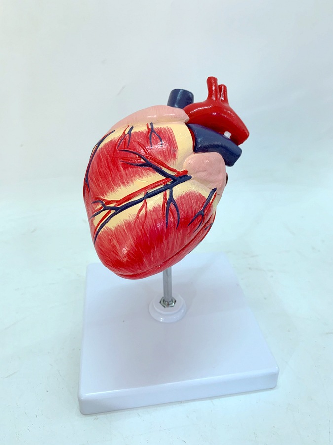 健康狗心脏 狗心脏解剖 犬心脏解剖构造 犬内脏 狗内脏狗骨架模型