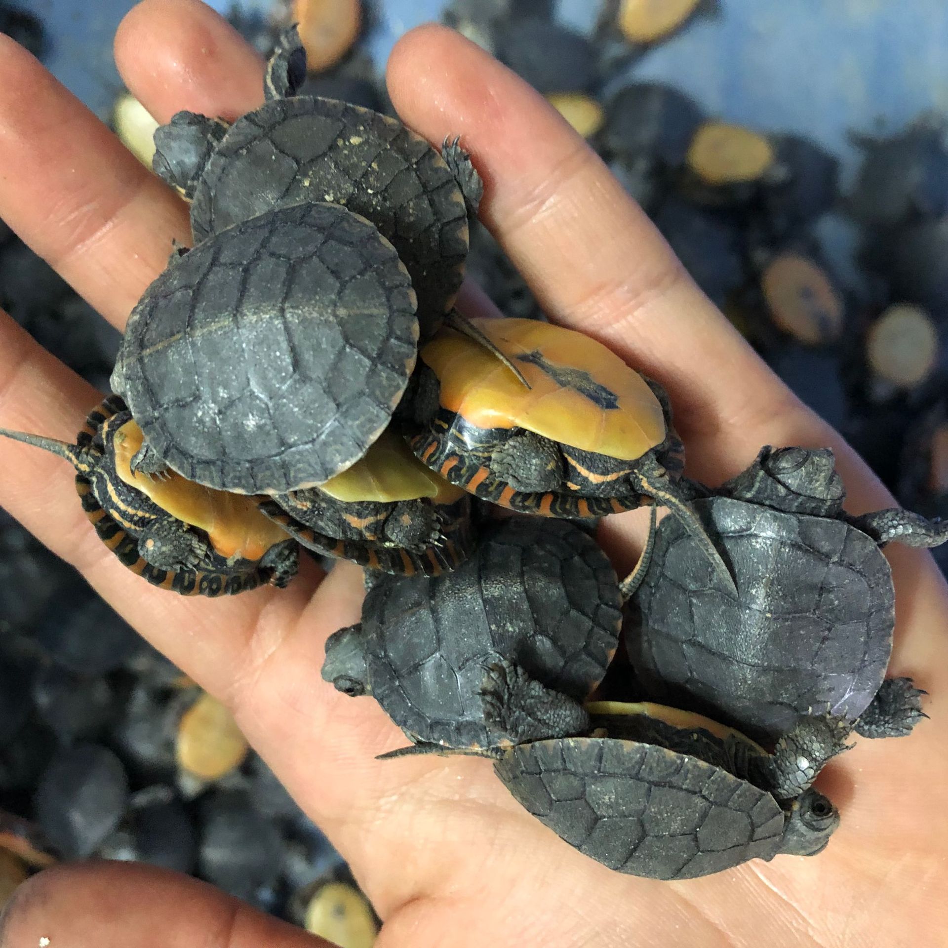 东锦龟乌龟活体深水龟宠物龟观赏龟西部锦龟小乌龟厂家大量批发