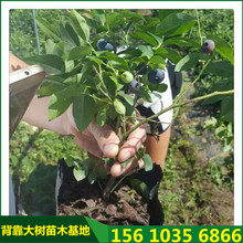基地大量批发价格出售各种品种蓝莓苗 规格多易成活蓝丰蓝莓苗