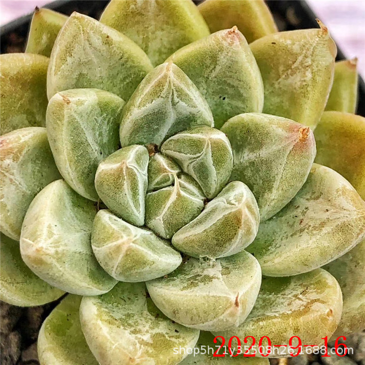 123多肉植物基地星云星谷多头多肉贵货品种状态裸根发