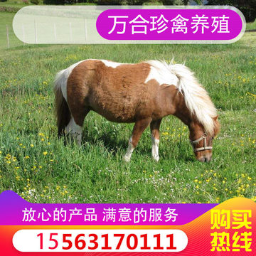 支付宝网上银行大额支付品类矮脚马货号齐全品种矮马品牌万合养殖产