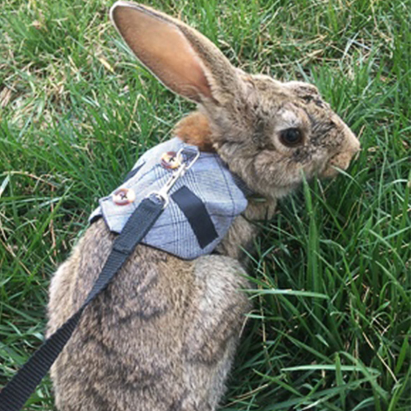 绅士西装礼服兔子衣服宠物胸背带牵引绳 兔子外出牵引胸背套装