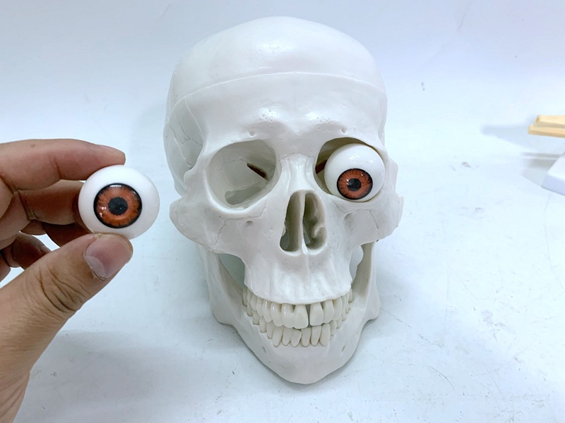 人体头骨模型骷髅带眼珠人骨头头颅骨骨骼教具影视搞怪玩具素描
