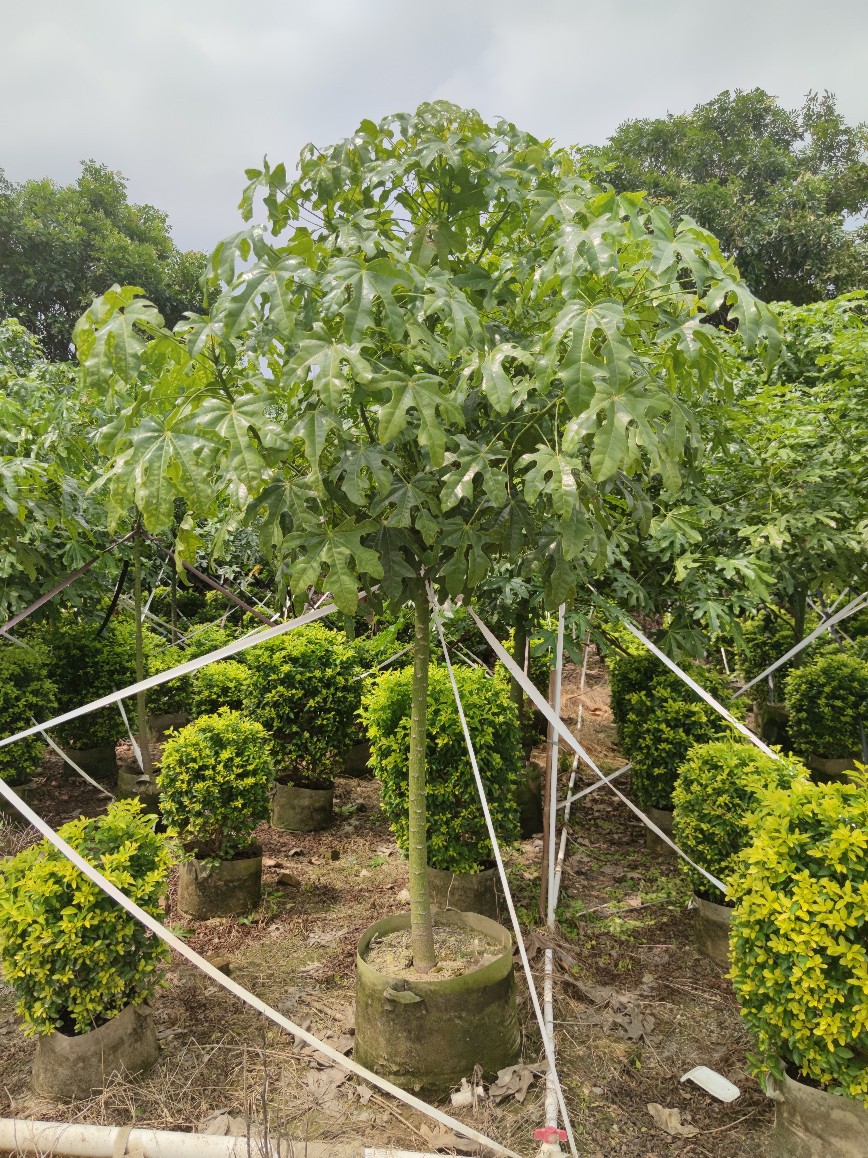 208供应全冠澳洲火焰木58cm袋苗容器开花乔木绿化行道树