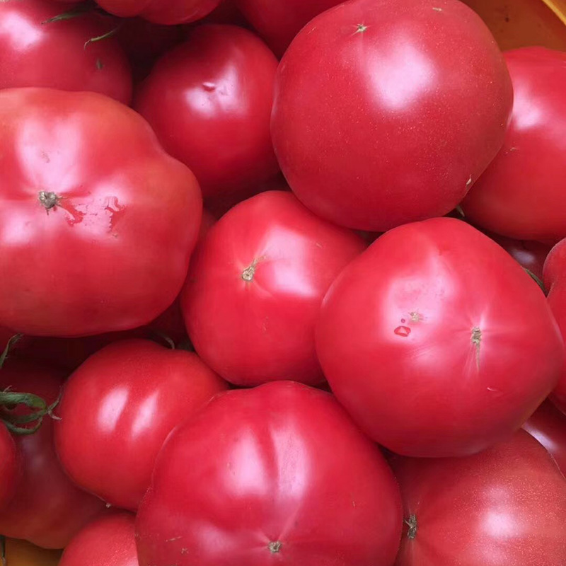 山东海阳普罗旺斯西红柿 沙瓤水果番茄 当季新鲜蔬菜五斤一件代发