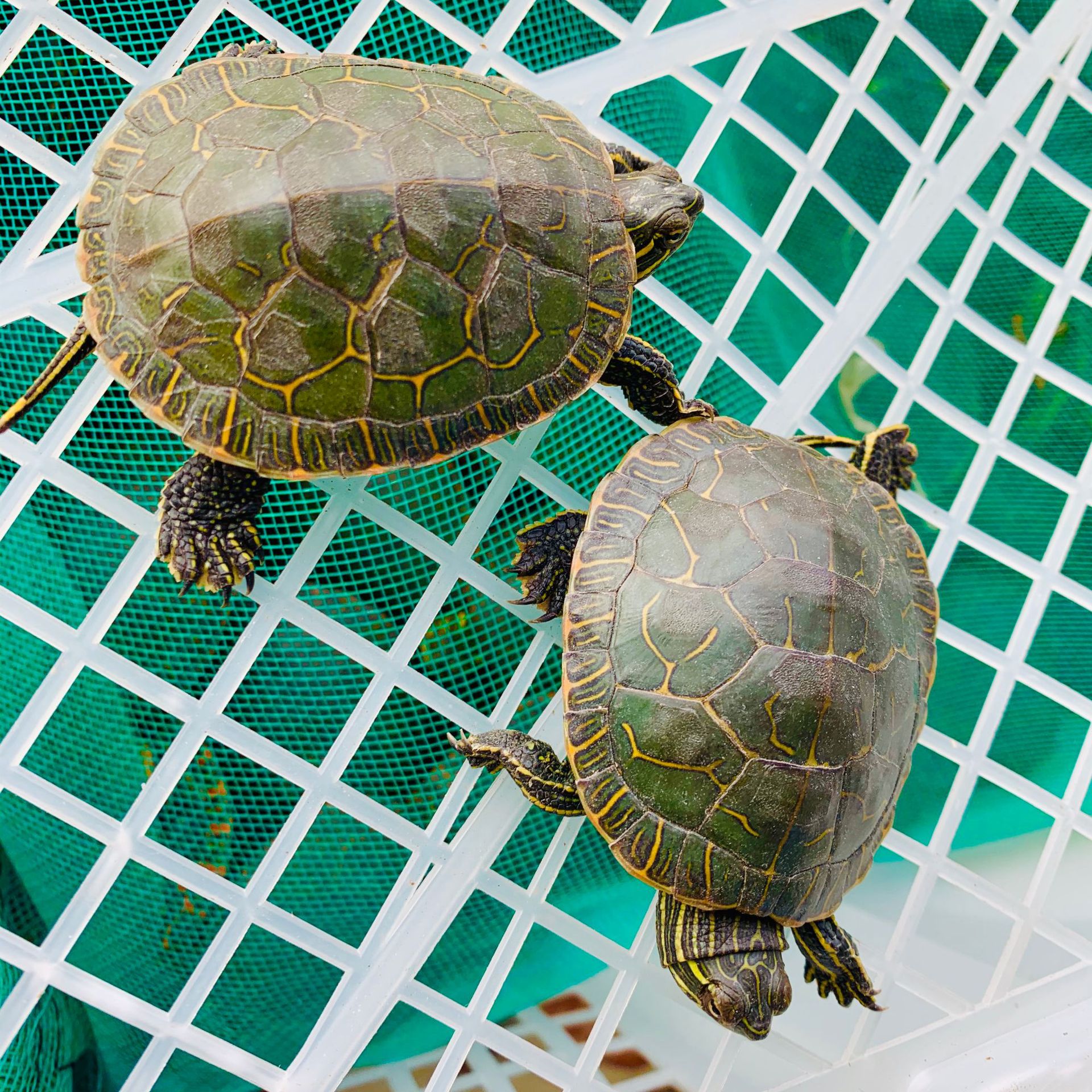 东锦龟乌龟活体深水龟宠物龟观赏龟西部锦龟小乌龟厂家大量批发