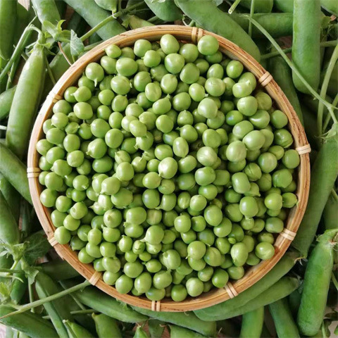 云南新鲜豌豆当季农家蔬菜带壳豌豆荚水果青豆荷兰甜豆角