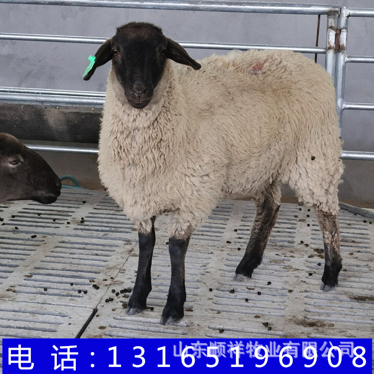 萨福克成年羊能长多重头胎母羊澳洲白种公羊活羊小尾寒羊出售
