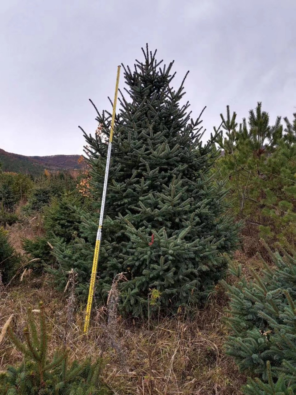 供应云杉青扦云杉410米