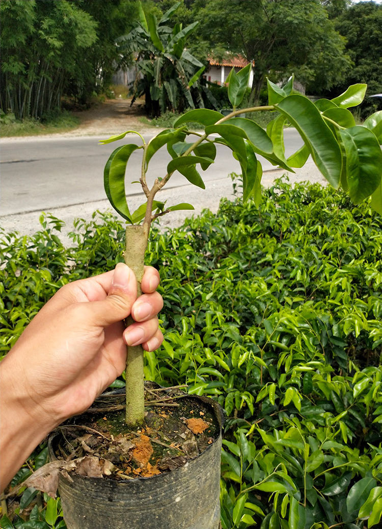 基地批发正宗奇楠沉香树苗一代棋楠木苗嫁接绿奇白奇虎斑棋苗盆栽