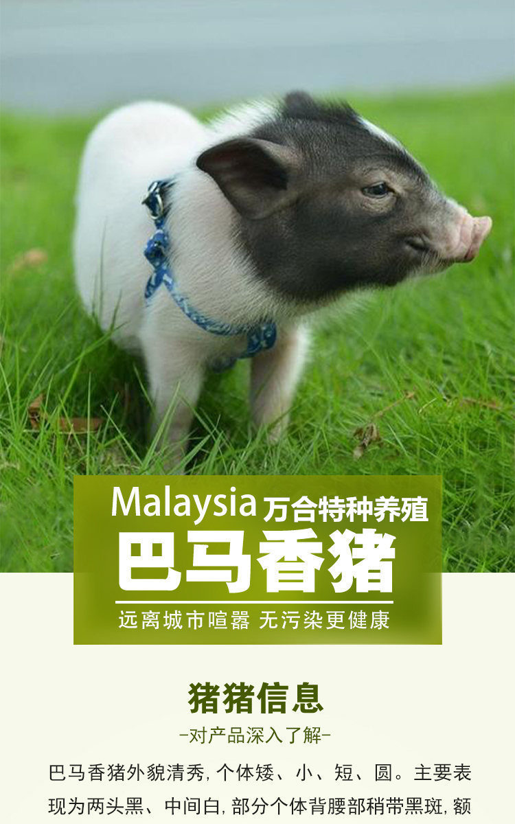 巴马香猪种小猪苗迷你小香猪藏香猪活体巴马香猪活苗怀孕母猪