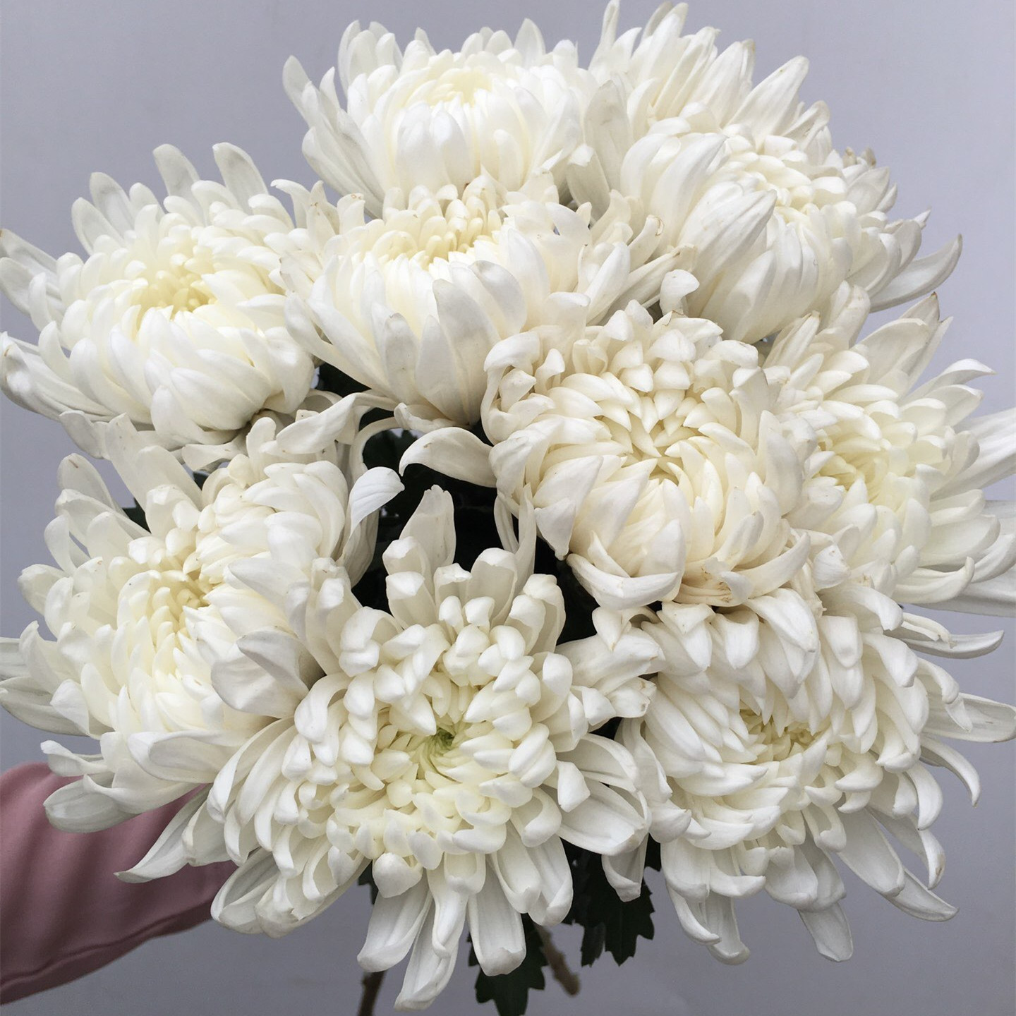 云南大白菊鲜切花 大黄菊鲜花基地直批清明祭祀祭奠扫墓 菊花真花