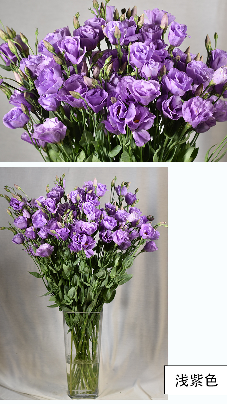 【洋桔梗】昆明新鲜现采鲜切花 基地直供龙胆洋桔梗