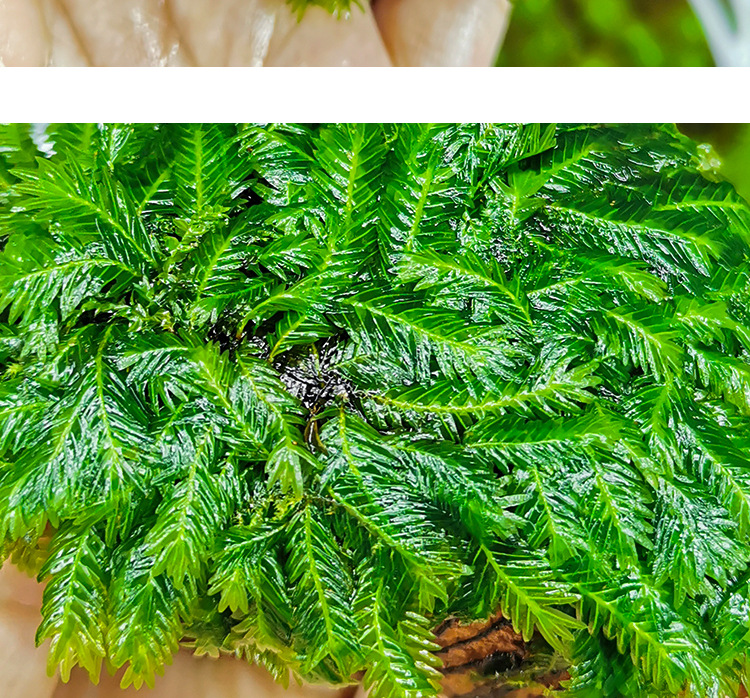 美凤莫斯沉石凤尾苔莫斯定植火山石鱼缸虾缸造景装饰懒人moss水草