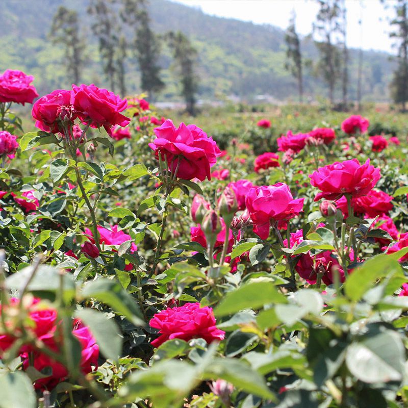 云南金边玫瑰花产地直发金边玫瑰花茶玫瑰花蕾玫瑰花冠墨红玫瑰花