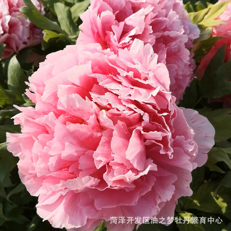 菏泽牡丹基地批发观赏牡丹花苗 圣代 庭院盆栽别墅绿植 价格实惠