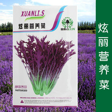 紫生菜种子生菜籽菜种子蔬菜种子批发菜种菜籽菜种子公司