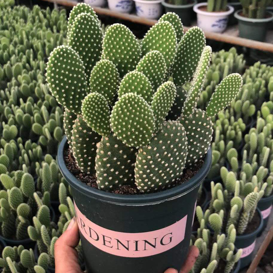 基地直供家居植物花卉盆栽仙人掌多肉植物盆栽白天使