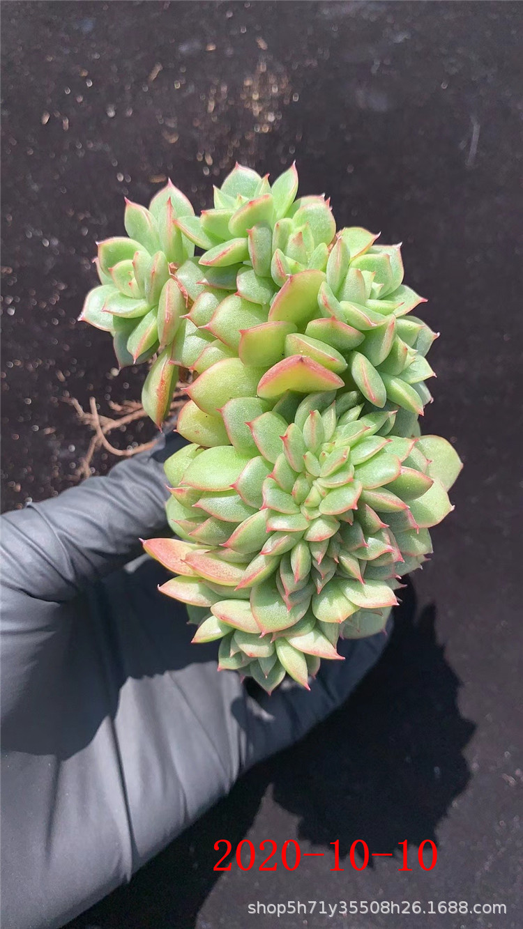 多肉植物大棚批发 弗兰克单头 红女巫缀化多肉品种状态实拍