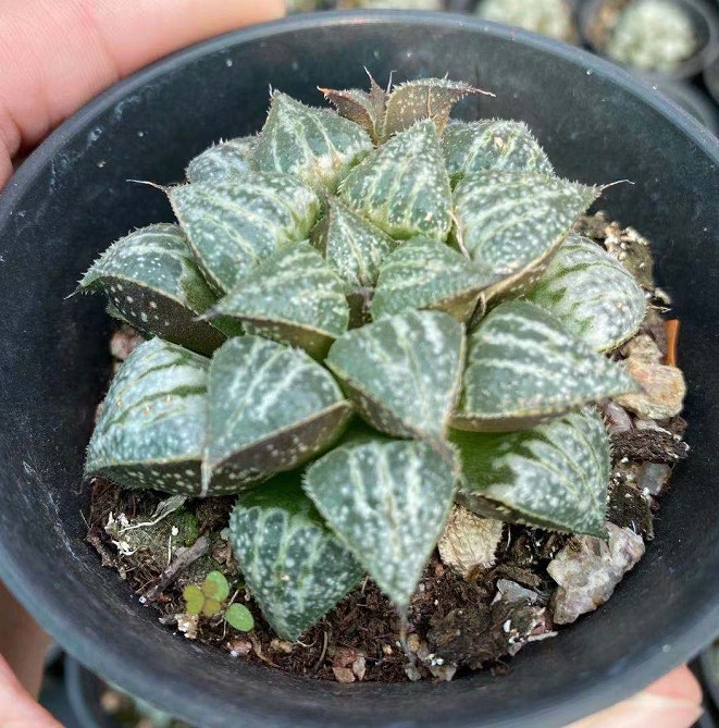 雪景色玉露 6-8cm实生根系很好 实物拍摄9cm盆