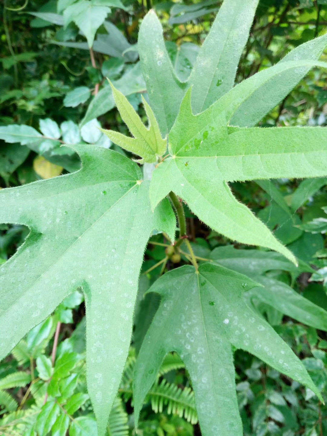 五指毛桃根 五指金龙椰香五指牛奶木根 五爪龙煲汤料晒干大量批发-阿