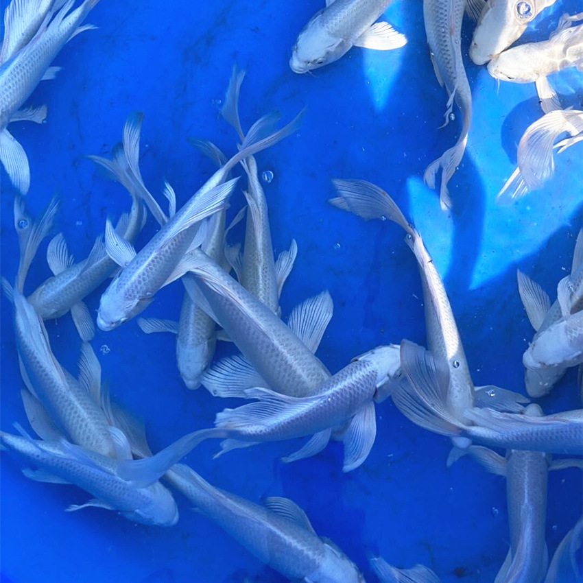 观赏鱼白金日本锦鲤银白金属色白颜色风水冷水鱼鱼苗活体包活