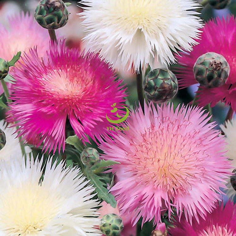 香矢车菊家庭园艺盆栽观赏 花卉种子四季易种