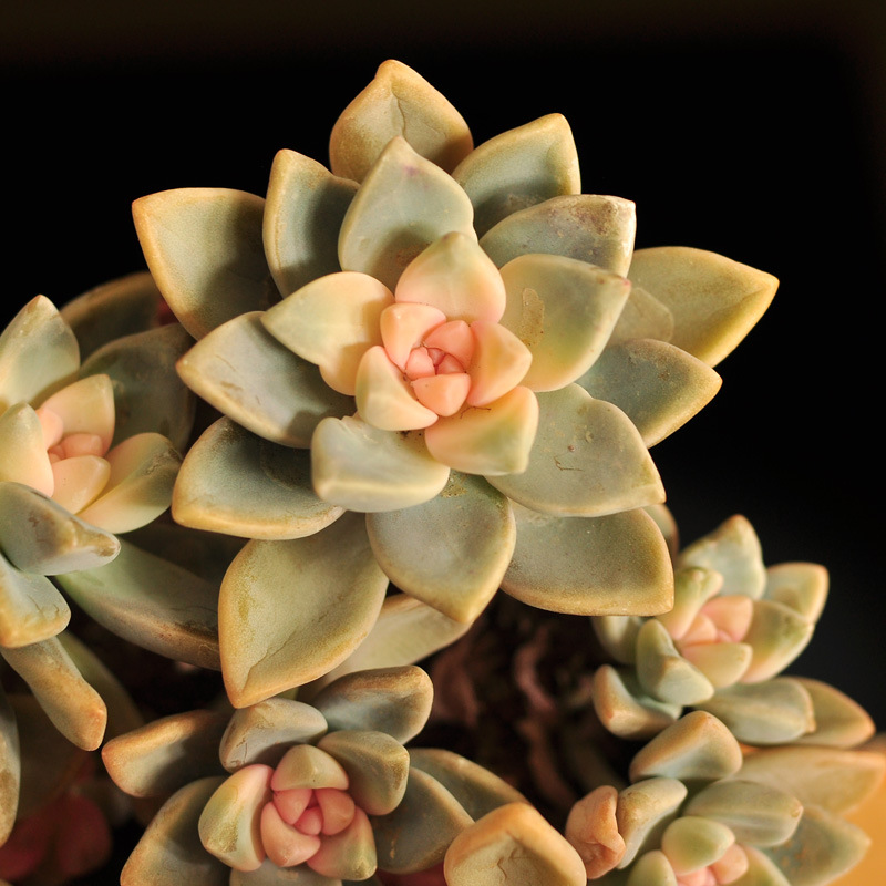 12cm大群生淡雪锦新款阳台植物盆栽家居装饰绿植多肉肉批发特价