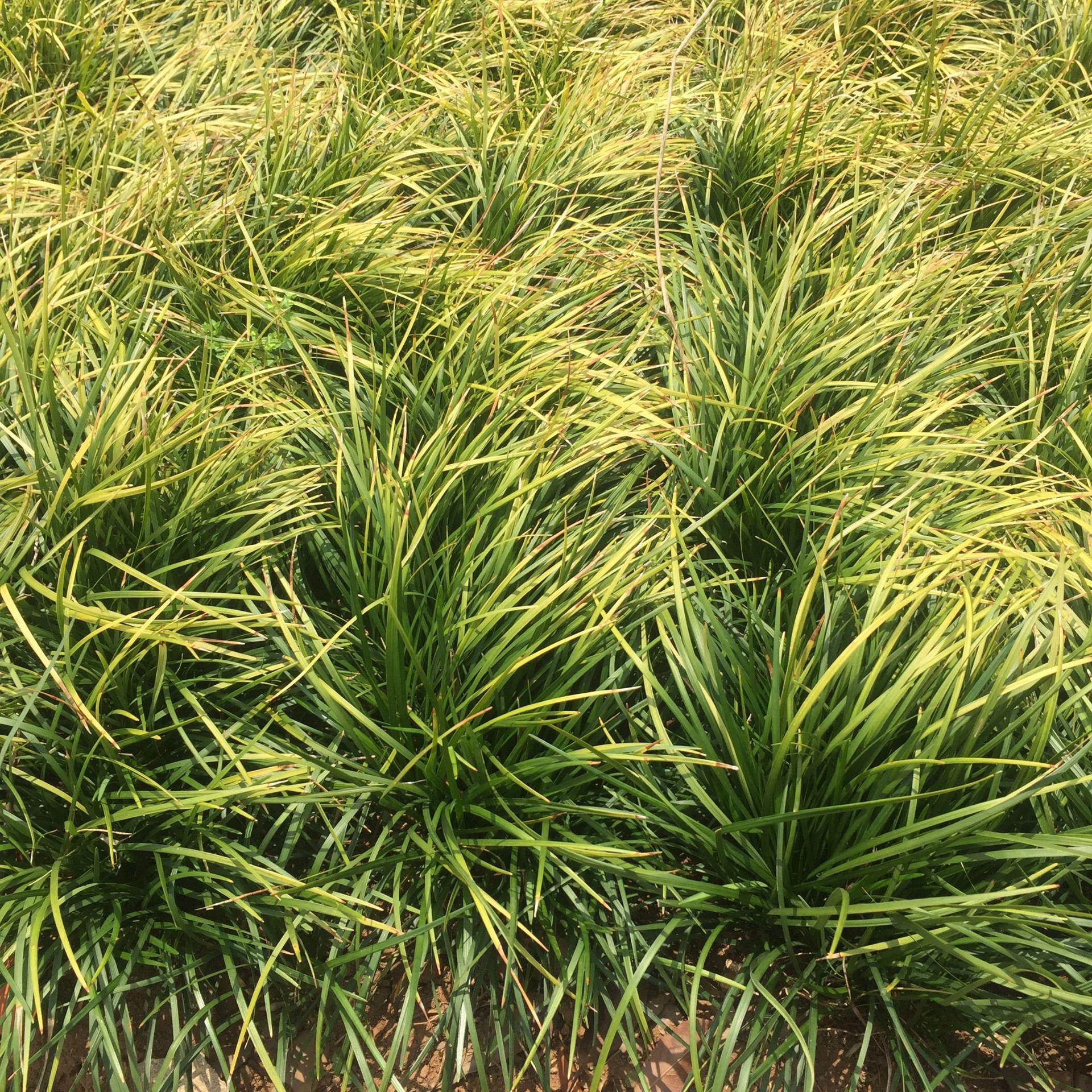 麦冬草 四季常青地被植物耐践踏耐冻草坪 云南基地直销细叶麦冬草