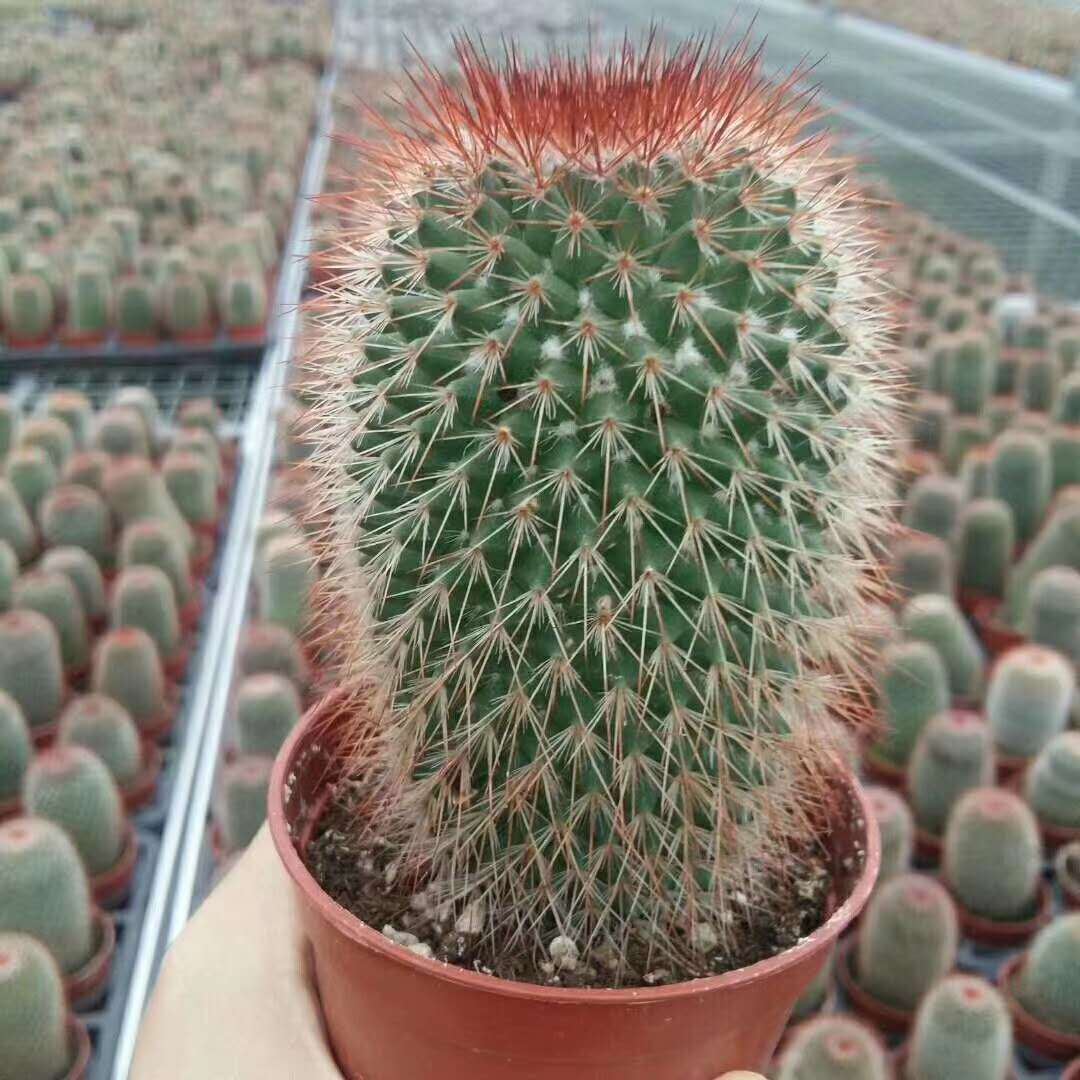 【基地直供】绿植盆栽 居家绿植 仙人球多肉植物花卉 猩猩丸