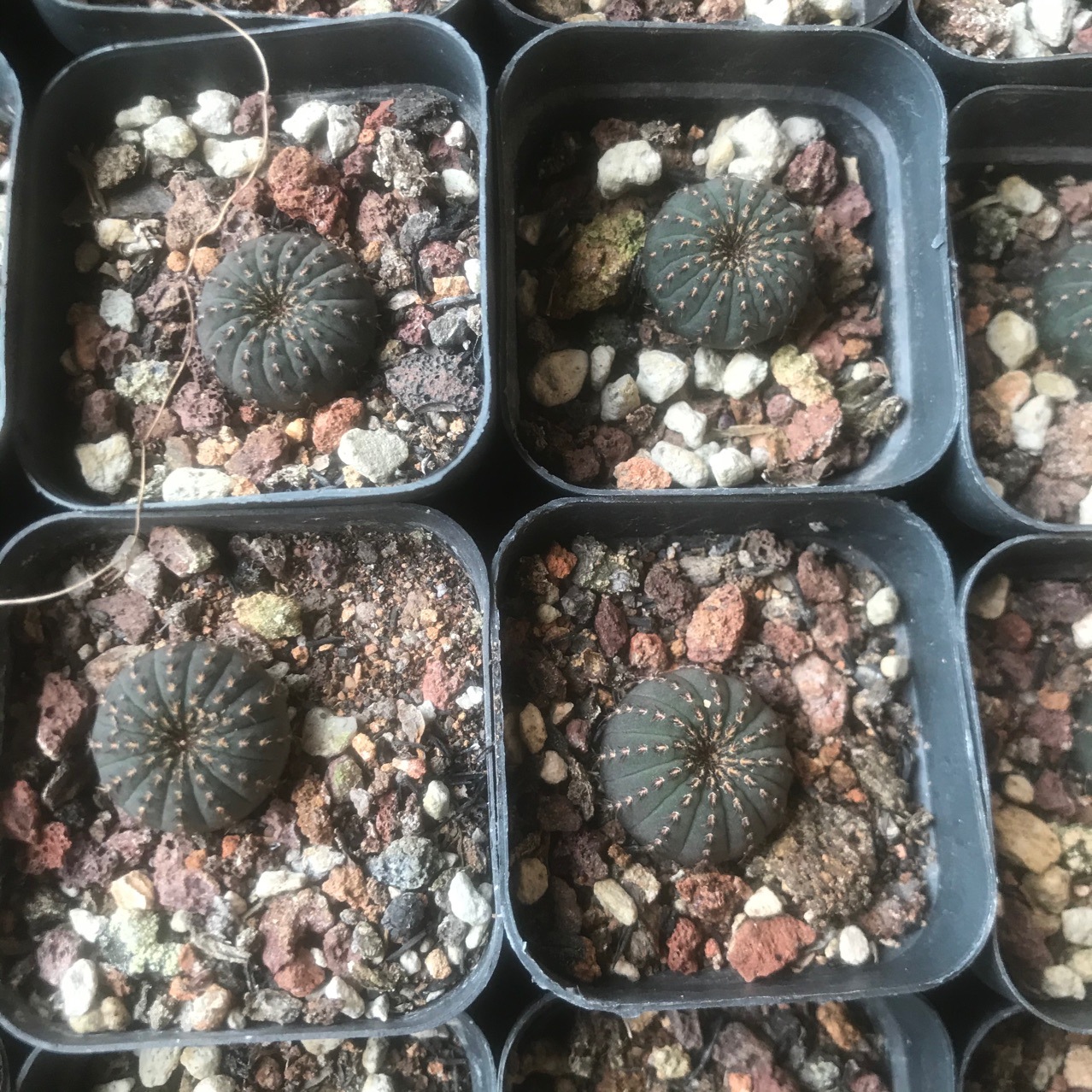 仙人球超萌盆栽多肉多肉植物艳肌士童,大型士童仙人球