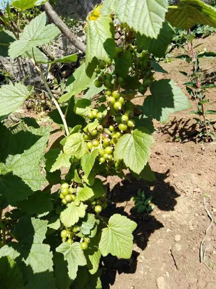 黑加仑树苗黑加仑树葡萄苗南北方种植红加仑葡萄苗地栽盆栽果树苗