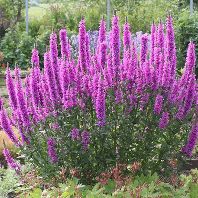 花苗水生植物千屈菜宿根花卉耐寒耐旱四季易种花卉工程绿化景观林