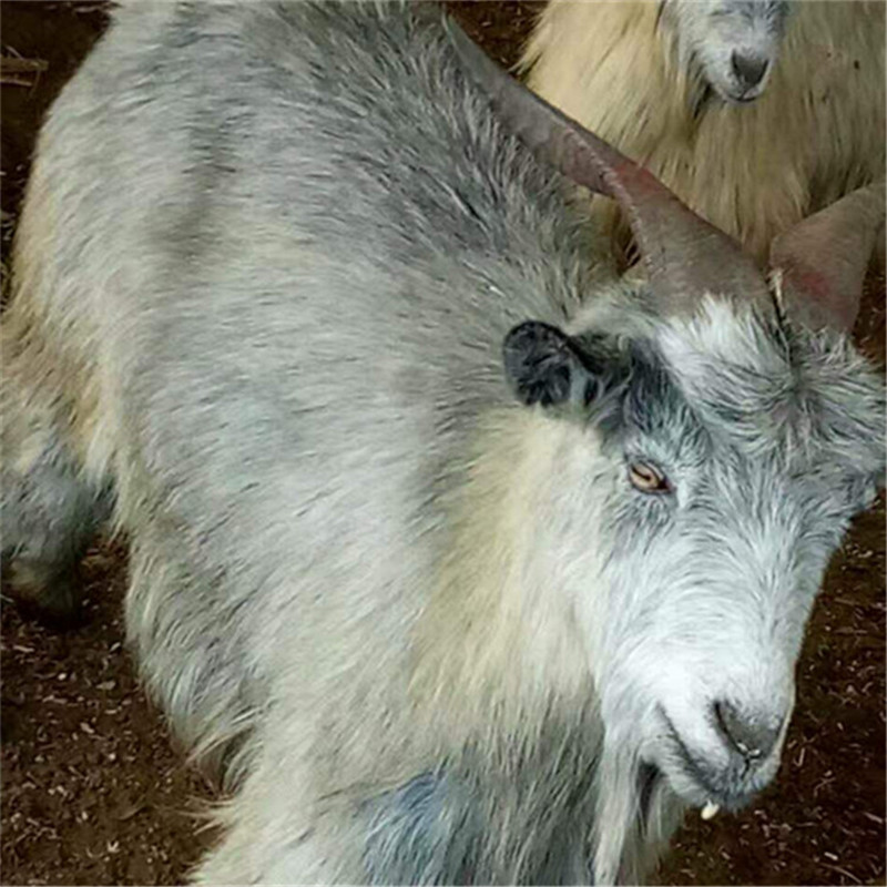 青山羊狗羊那有卖的 青山羊活苗小羊羔活体 青山羊养殖家养母羊