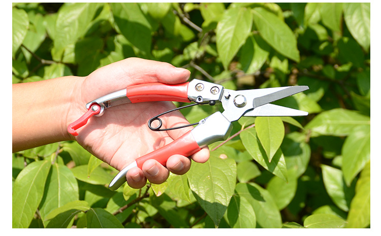 剪葡萄粒剪子 摘果剪园艺修枝剪稀果剪刀水果桔子蔬菜采摘葡萄剪