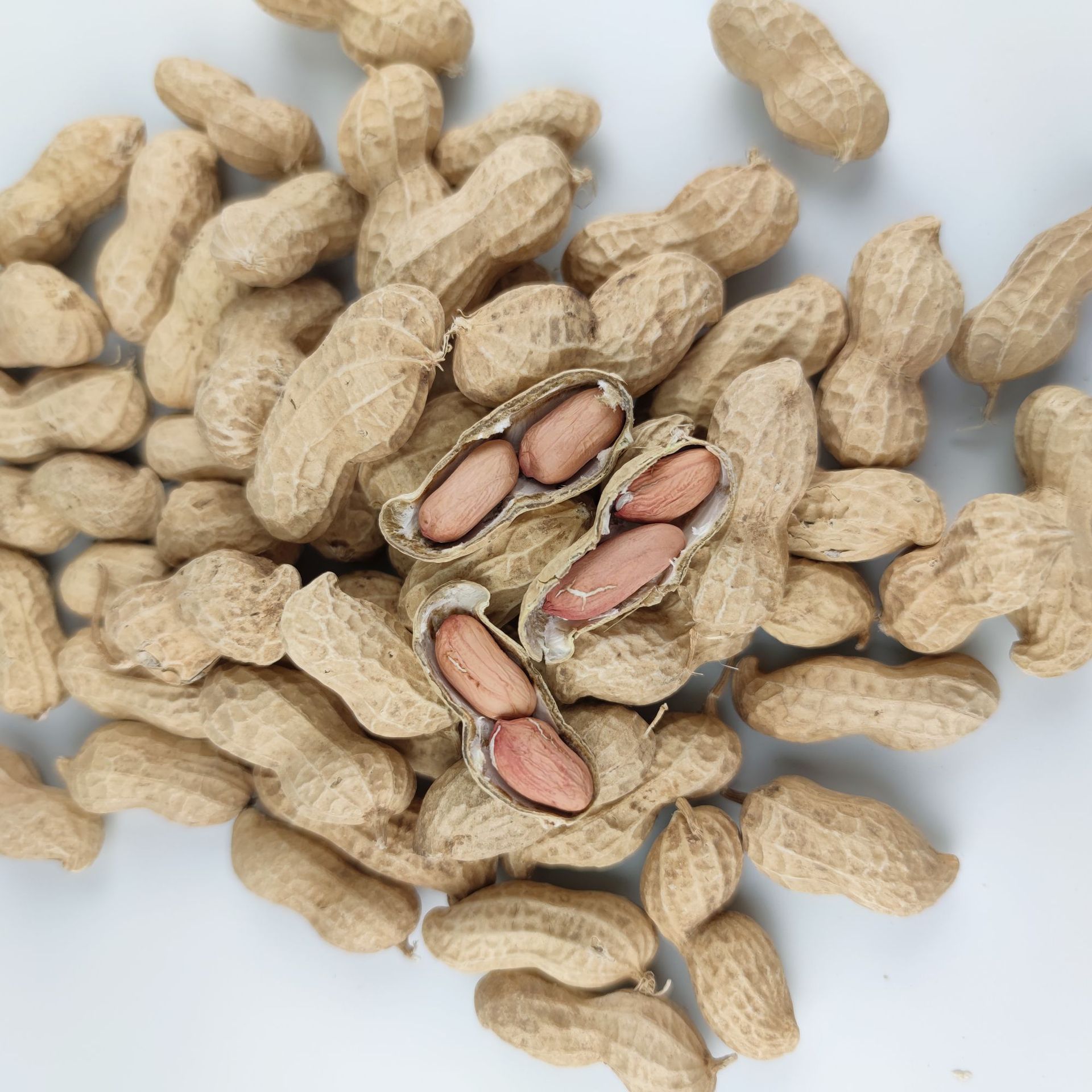 20年新货手工精选带壳花育25花生种子花育二十五芽苗菜种植花生芽