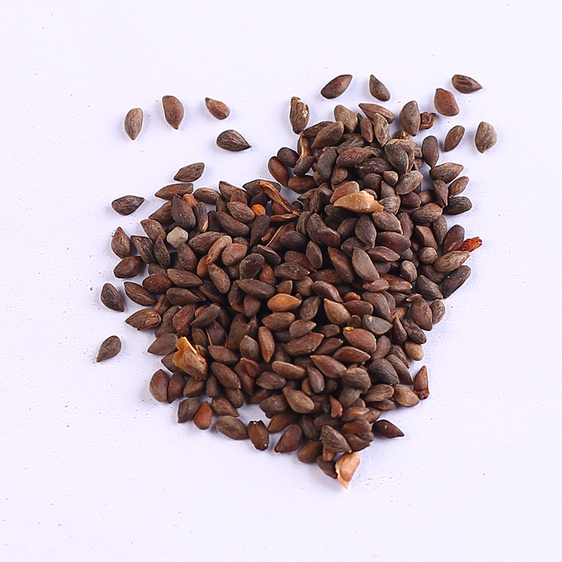 云杉种子新采杉木种子云杉树苗种子速生云杉杉树种子绿化树木