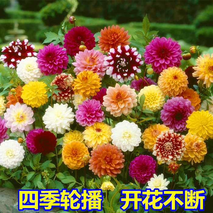 重瓣太阳花可四季易活开花不断多年生盆栽小丽花籽室外大丽花种子