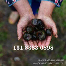 田螺养殖种螺批发 供应养殖田螺技术 田螺种苗包产仔 全国送货