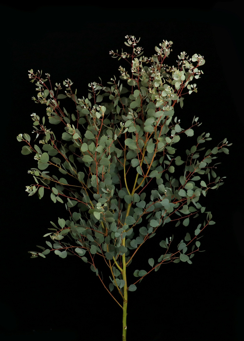 【尤加利】花店 云南昆明斗南鲜切花基地直发批发尤加利叶果