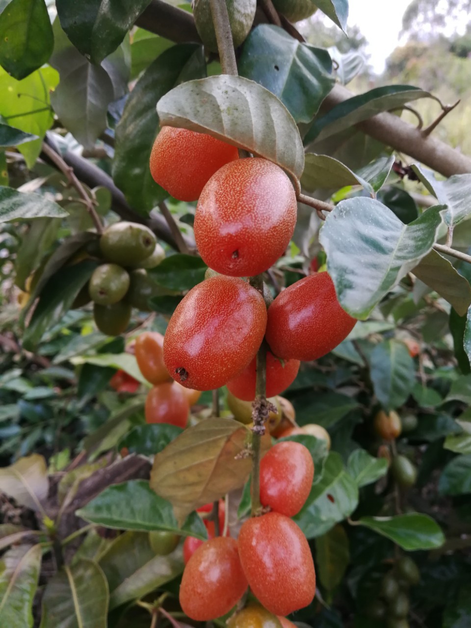 闷奶果图片