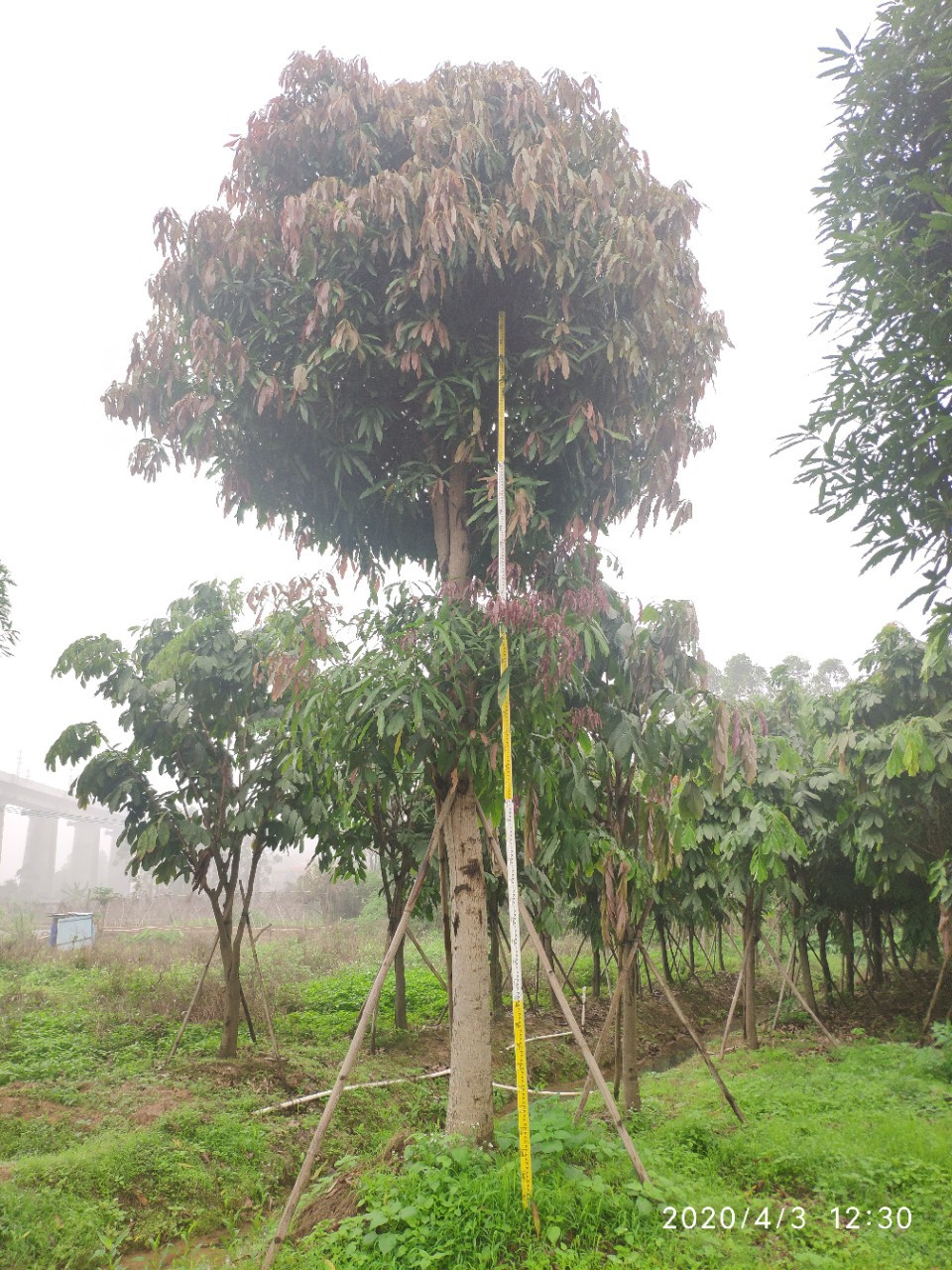 204基地供应 扁桃树 20-24cm 移栽苗 公路绿化常绿乔木 行道树