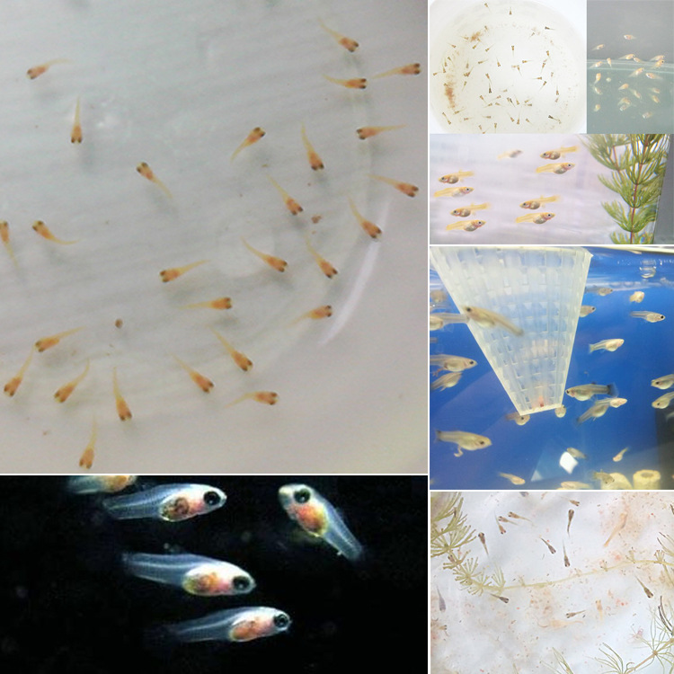 水族孔雀鱼活体鱼苗热带观赏淡水纯系凤尾小型鱼草缸群游特卖批发